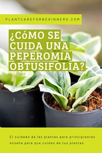 ¿Cómo se cuida una Peperomia obtusifolia?