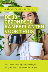 De 10 gezondste kamerplanten voor thuis