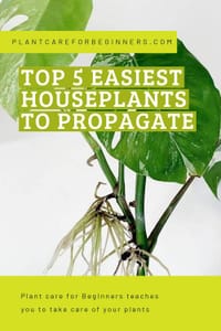 Top 5 easiest houseplants to propagate