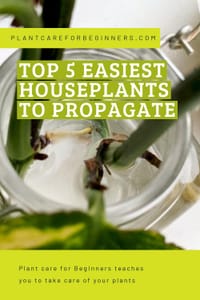 Top 5 easiest houseplants to propagate