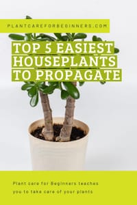 Top 5 easiest houseplants to propagate