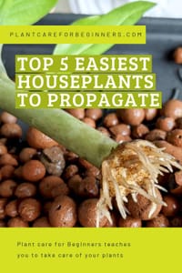 Top 5 easiest houseplants to propagate
