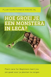 Hoe groei je een Monstera in Leca?