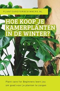 Hoe koop je kamerplanten in de winter?