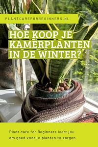Hoe koop je kamerplanten in de winter?