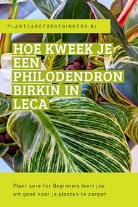 Hoe kweek je een Philodendron Birkin in Leca