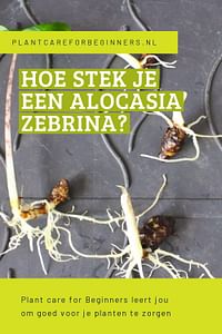 Hoe stek je een Alocasia Zebrina?