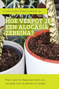 Hoe verpot je een Alocasia Zebrina?