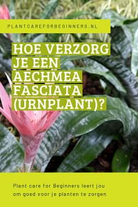 Hoe verzorg je een Aechmea fasciata (Urnplant)?