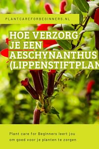 Hoe verzorg je een Aeschynanthus (Lippenstiftplant)?