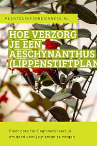 Hoe verzorg je een Aeschynanthus (Lippenstiftplant)?