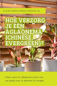 Hoe verzorg je een Aglaonema (Chinese Evergreen)?