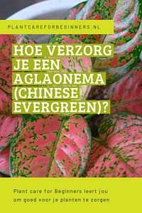 Hoe verzorg je een Aglaonema (Chinese Evergreen)?