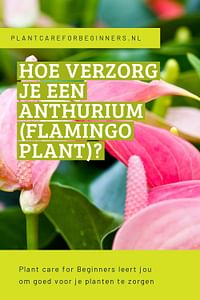 Hoe verzorg je een Anthurium (Flamingo plant)?