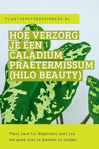 Hoe verzorg je een Caladium Praetermissum (Hilo Beauty)