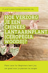 Hoe verzorg je een Chinees Lantaarnplantje (Ceropegia woodii)?