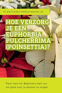 Hoe verzorg je een Euphorbia pulcherrima (Poinsettia)?