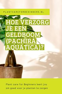 Hoe verzorg je een Geldboom (Pachira Aquatica)?