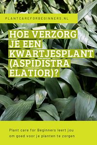 Hoe verzorg je een kwartjesplant (Aspidistra elatior)?