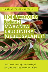 Hoe verzorg je een Maranta Leuconora (Gebedsplant)?