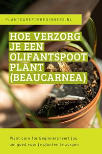 Hoe verzorg je een Olifantspoot plant (Beaucarnea)