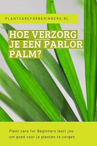 Hoe verzorg je een Parlor Palm?