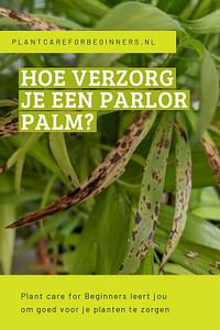 Hoe verzorg je een Parlor Palm?