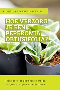 Hoe verzorg je een Peperomia obtusifolia?