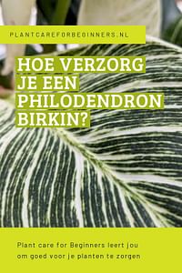 Hoe verzorg je een Philodendron Birkin?