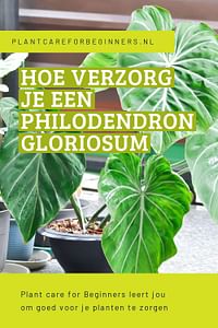 Hoe verzorg je een Philodendron Gloriosum