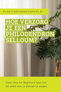 Hoe verzorg je een Philodendron Selloum?