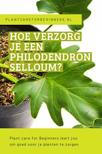 Hoe verzorg je een Philodendron Selloum?