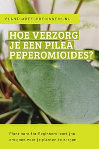 Hoe verzorg je een Pilea Peperomioides?