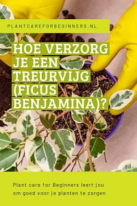 Hoe verzorg je een Treurvijg (Ficus Benjamina)?