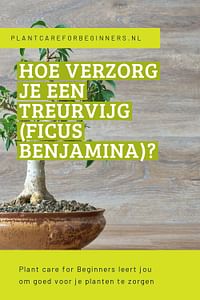 Hoe verzorg je een Treurvijg (Ficus Benjamina)?