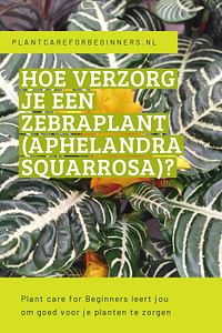 Hoe verzorg je een Zebraplant (Aphelandra squarrosa)?