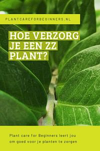 Hoe verzorg je een ZZ plant?