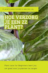 Hoe verzorg je een ZZ plant?