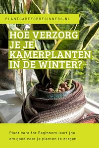 Hoe verzorg je je kamerplanten in de winter?