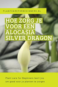 Hoe zorg je voor een Alocasia Silver Dragon