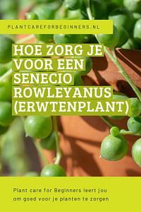 Hoe zorg je voor een Senecio Rowleyanus (Erwtenplant)