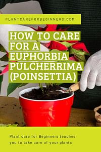 How to care for a Euphorbia pulcherrima (Poinsettia)