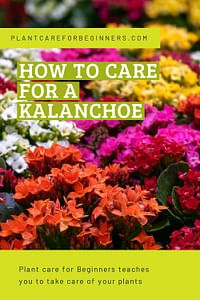 How to care for a Kalanchoe
