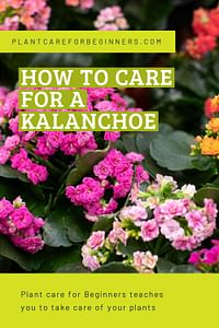 How to care for a Kalanchoe