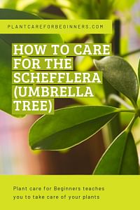 How to care for the Schefflera (Umbrella Tree)