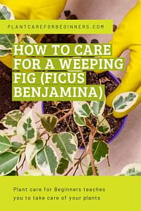 How to care for a Weeping Fig (Ficus Benjamina)