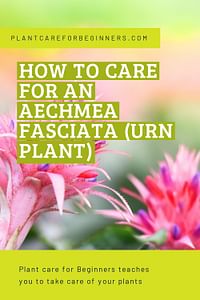 How to care for an Aechmea fasciata (Urn Plant)