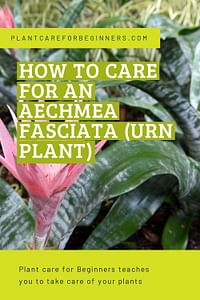 How to care for an Aechmea fasciata (Urn Plant)