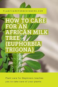 How to care for an African Milk Tree (Euphorbia Trigona)