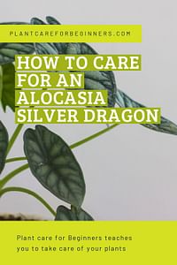 How to care for an Alocasia Silver Dragon